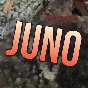 Juno Cannabis Strain