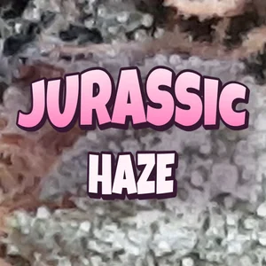 Jurassic Haze Cannabis Strain
