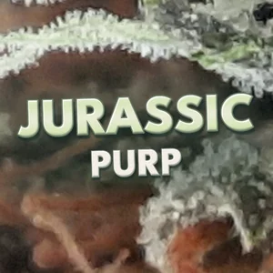 Jurassic Purp Cannabis Strain