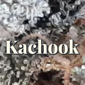 Kachook Cannabis Strain