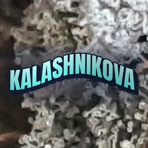 Kalashnikova Cannabis Strain