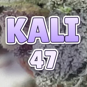 Kali 47 Cannabis Strain