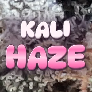 Kali Haze Cannabis Strain