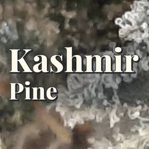 Kashmir Pine Cannabis Strain