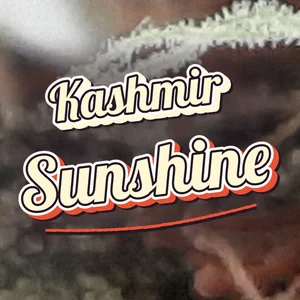 Kashmir Sunshine Cannabis Strain