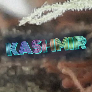 Kashmir Cannabis Strain