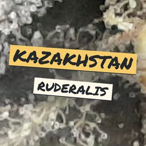 Kazakhstan Ruderalis Cannabis Strain