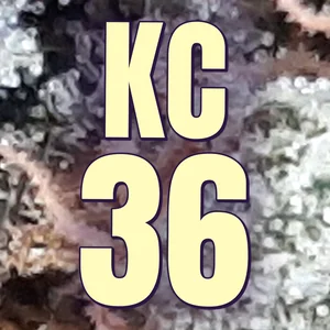 KC 36 Cannabis Strain
