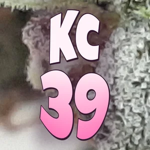 KC 39 Cannabis Strain