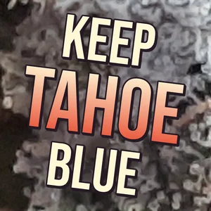 Keep Tahoe Blue Cannabis Strain