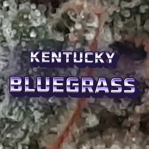 Kentucky Bluegrass Cannabis Strain