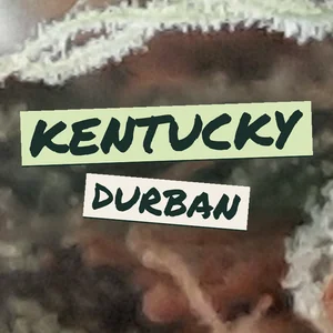 Kentucky Durban Cannabis Strain