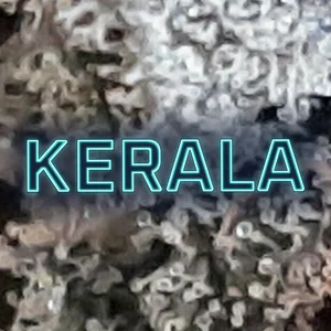 Kerala Cannabis Strain