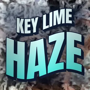 Key Lime Haze Cannabis Strain