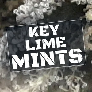 Key Lime Mints Cannabis Strain