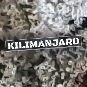 Kilimanjaro Cannabis Strain