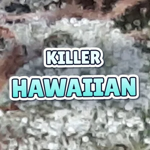 Killer Hawaiian Cannabis Strain