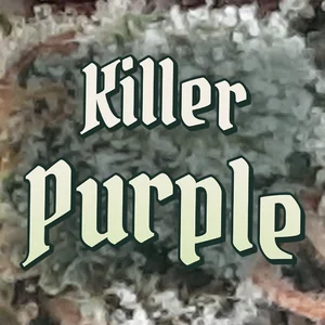 Killer Purple Cannabis Strain