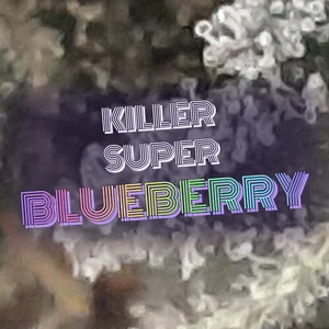 Killer Super Blueberry Cannabis Strain