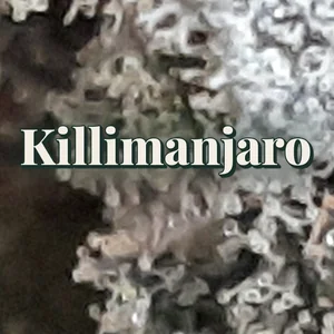 Killimanjaro Cannabis Strain