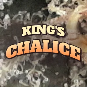King's Chalice Cannabis Strain