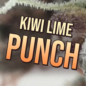 Kiwi Lime Punch Cannabis Strain