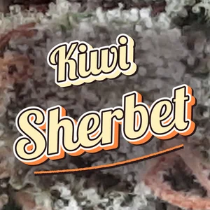 Kiwi Sherbet Cannabis Strain