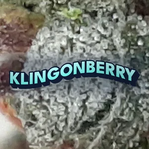 Klingonberry Cannabis Strain