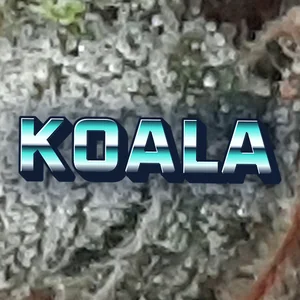 Koala Cannabis Strain