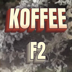 Koffee F2 Cannabis Strain