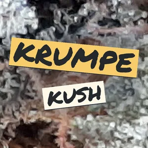 Krumpe Kush Cannabis Strain
