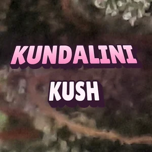 Kundalini Kush Cannabis Strain
