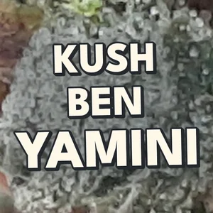 Kush Ben Yamini Cannabis Strain