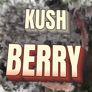 Kush Berry Cannabis Strain