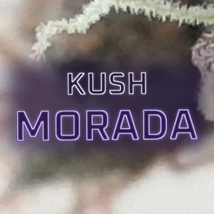 Kush Morada Cannabis Strain