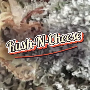 Kush-N-Cheese Cannabis Strain