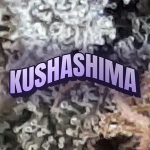 Kushashima Cannabis Strain