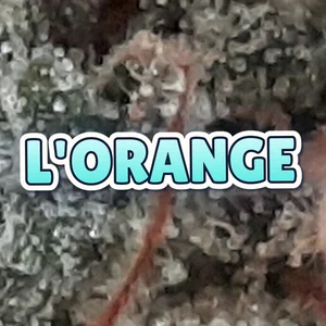 L'Orange Cannabis Strain