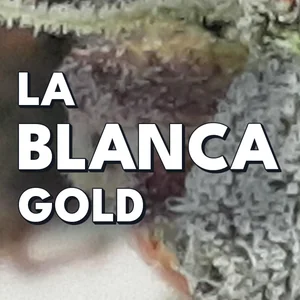 La Blanca Gold Cannabis Strain
