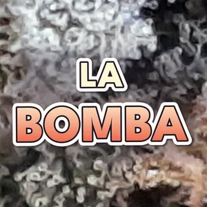 La Bomba Cannabis Strain