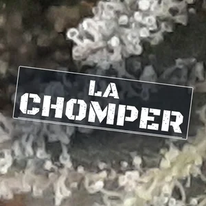 LA Chomper Cannabis Strain
