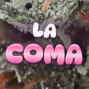 LA Coma Cannabis Strain