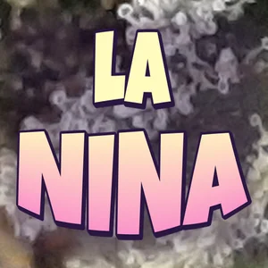 La Nina Cannabis Strain