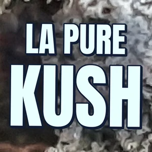LA Pure Kush Cannabis Strain