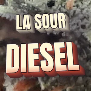 LA Sour Diesel Cannabis Strain