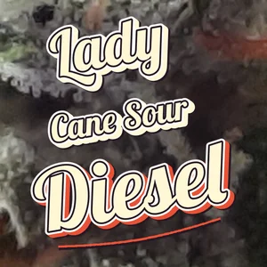 Lady Cane Sour Diesel Cannabis Strain