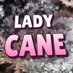Lady Cane Cannabis Strain