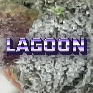 Lagoon Cannabis Strain