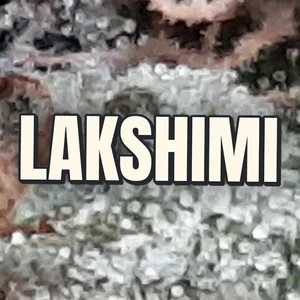 Lakshimi Cannabis Strain