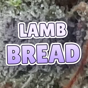Lamb Bread Cannabis Strain